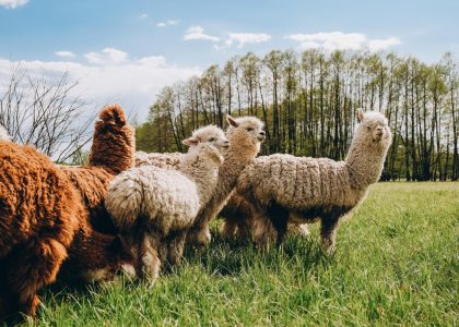 alpacas-graze-spring-meadow-high-mountains